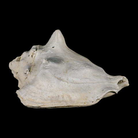 3.2" Strombus Bubonius Fossil Shell Gastropod Pliocene Age Almeria, Spain - Fossil Age Minerals