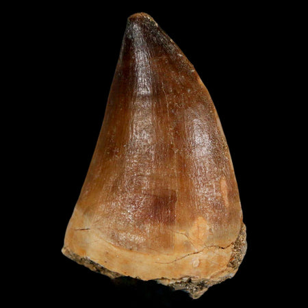 1.8" Mosasaur Prognathodon Fossil Tooth Cretaceous Dinosaur Era COA & Stand