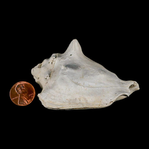 3.2" Strombus Bubonius Fossil Shell Gastropod Pliocene Age Almeria, Spain - Fossil Age Minerals