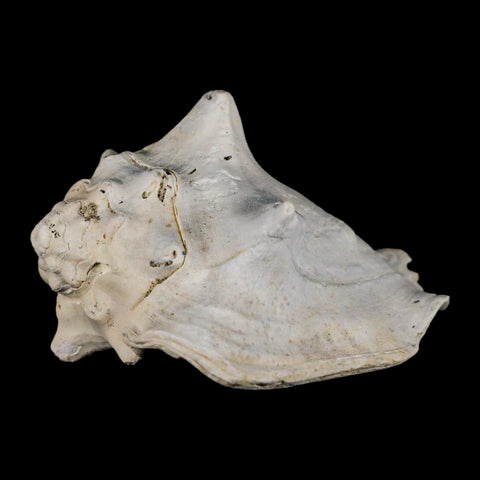 3.2" Strombus Bubonius Fossil Shell Gastropod Pliocene Age Almeria, Spain - Fossil Age Minerals
