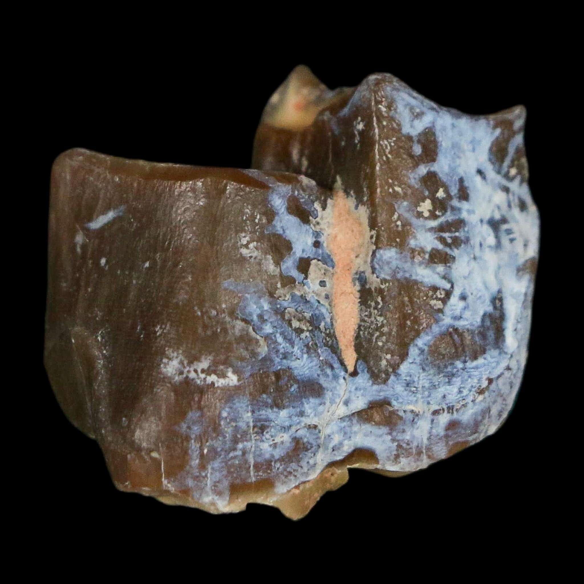 0.9" Running Rhino Hyracodon Nebrascensis Fossil Tooth South Dakota Badlands COA - Fossil Age Minerals