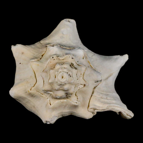 3.2" Strombus Bubonius Fossil Shell Gastropod Pliocene Age Almeria, Spain - Fossil Age Minerals