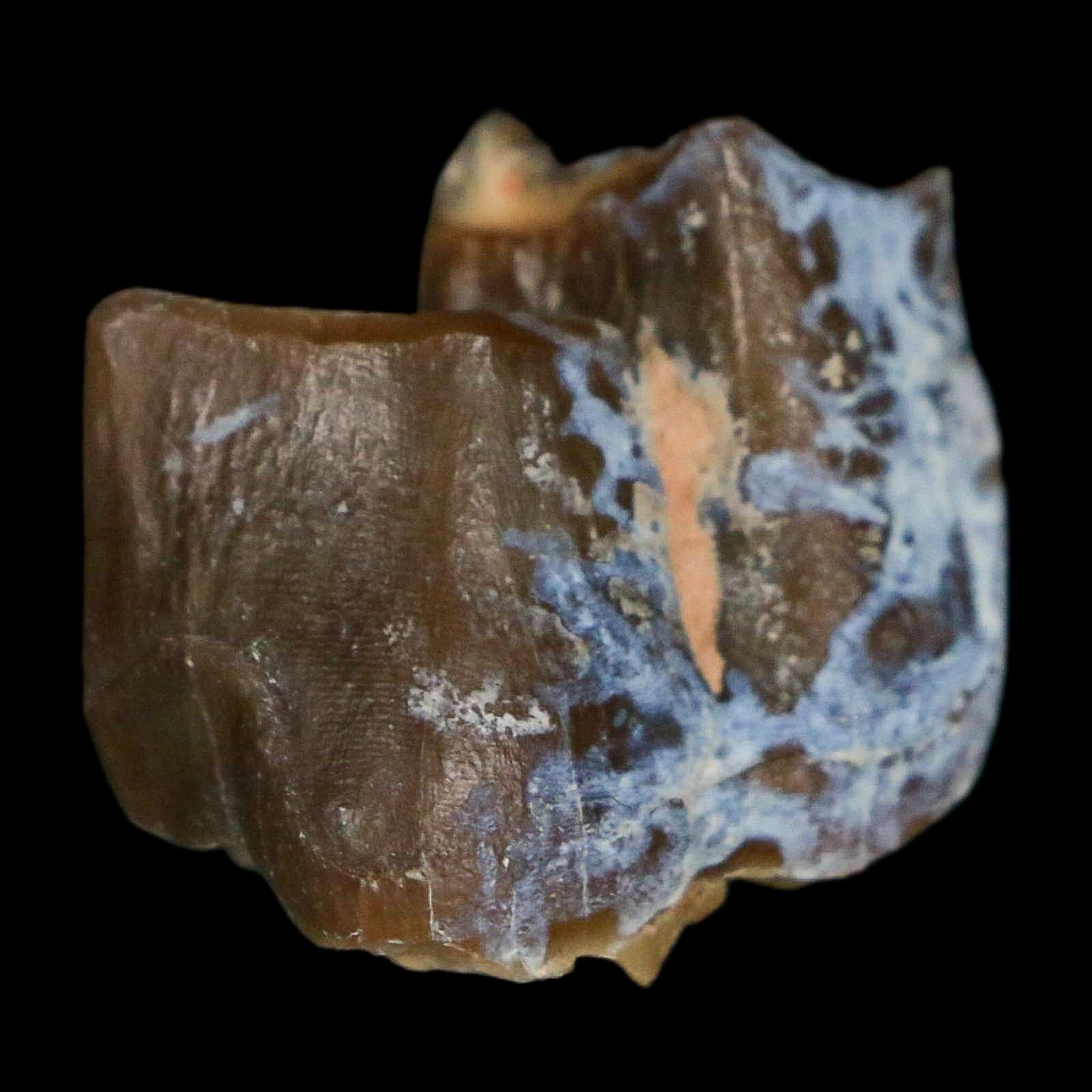 0.9" Running Rhino Hyracodon Nebrascensis Fossil Tooth South Dakota Badlands COA - Fossil Age Minerals