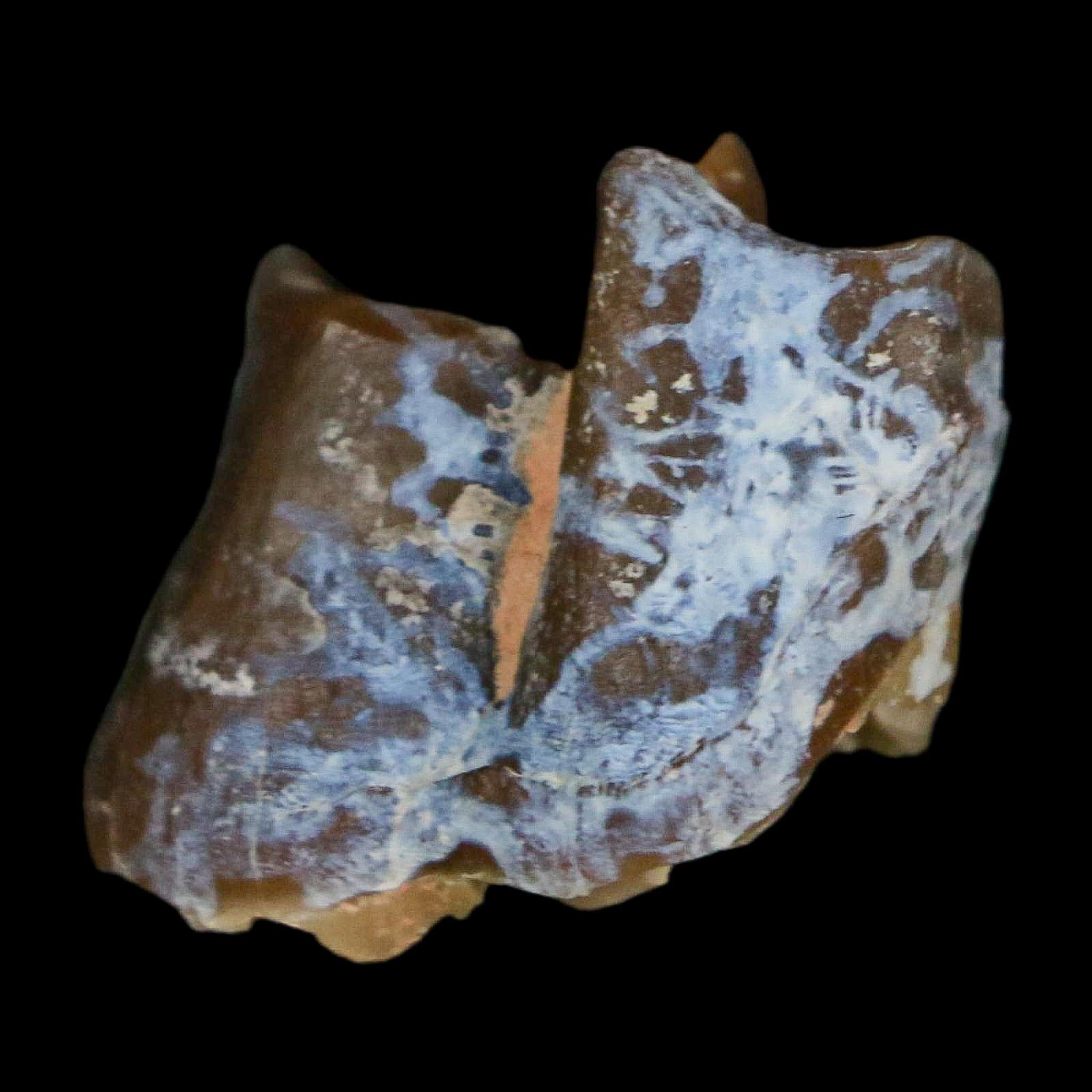 0.9" Running Rhino Hyracodon Nebrascensis Fossil Tooth South Dakota Badlands COA - Fossil Age Minerals