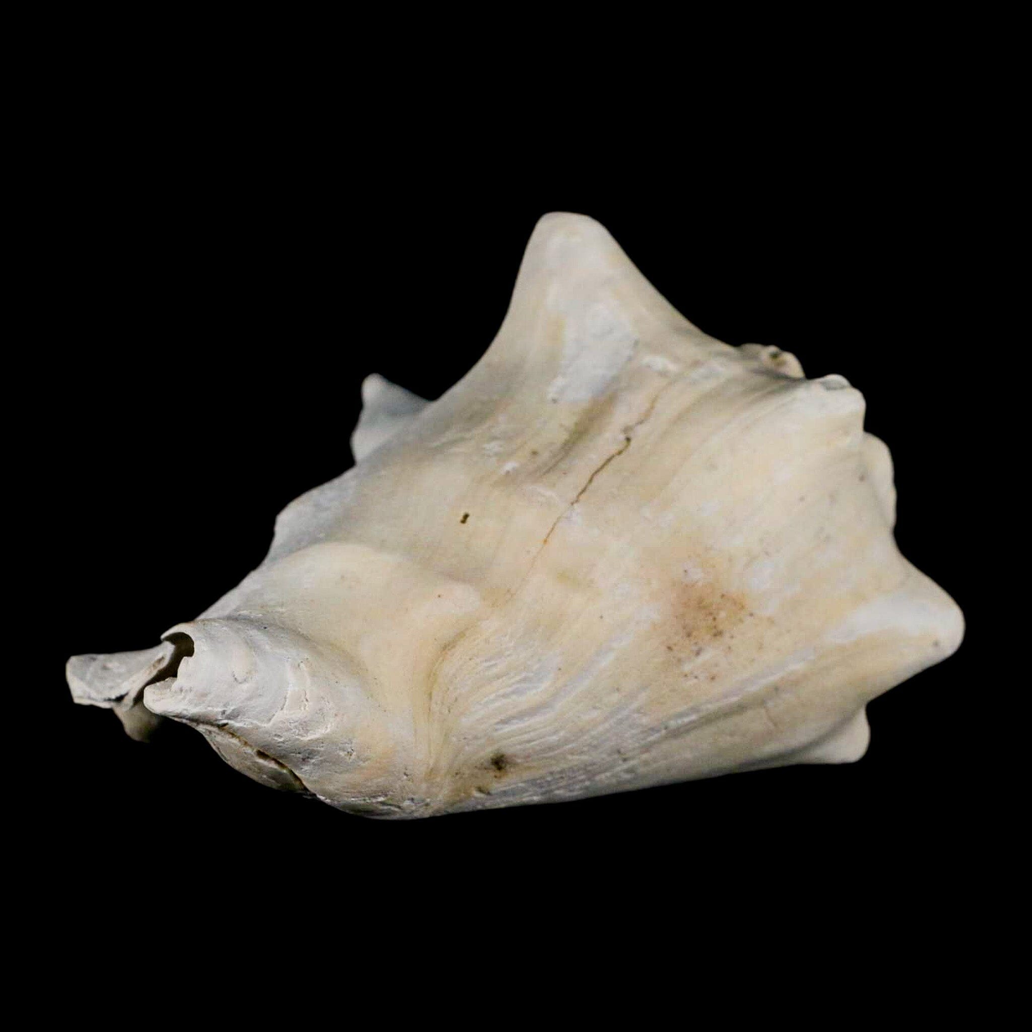 3.2" Strombus Bubonius Fossil Shell Gastropod Pliocene Age Almeria, Spain - Fossil Age Minerals