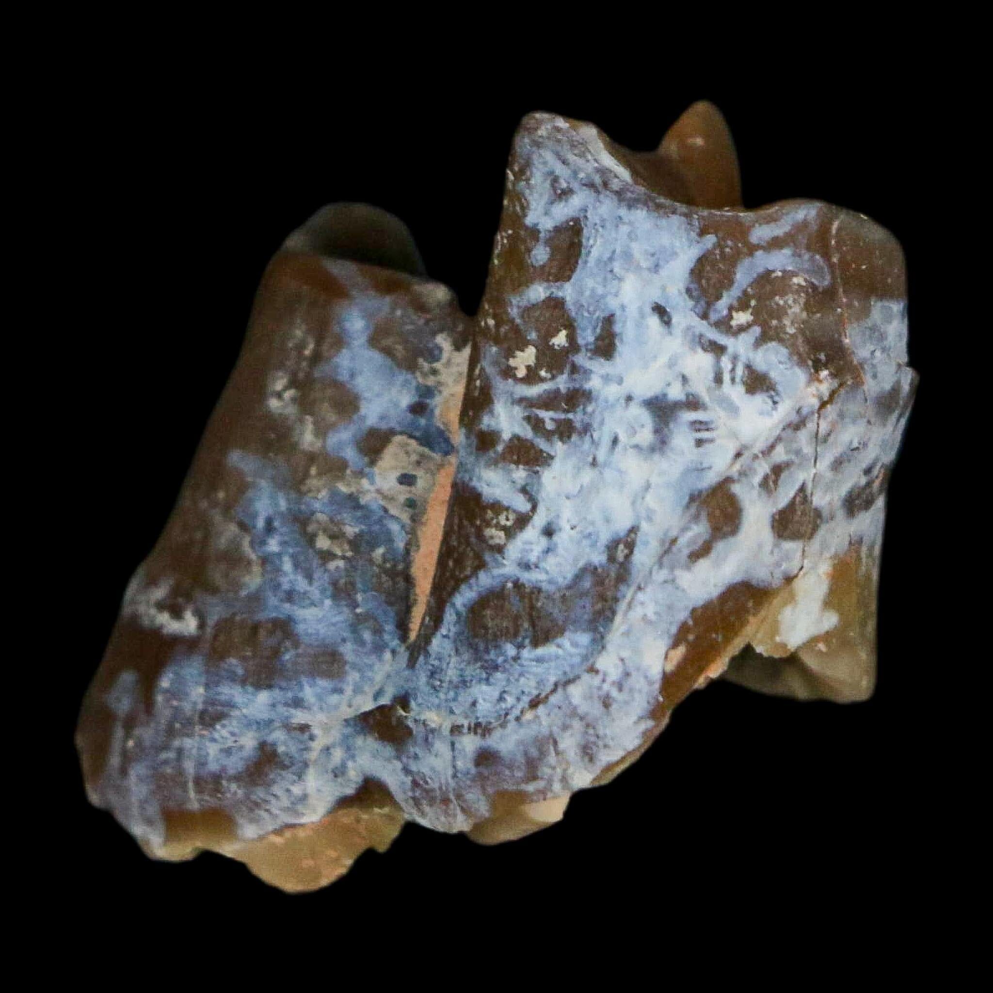 0.9" Running Rhino Hyracodon Nebrascensis Fossil Tooth South Dakota Badlands COA - Fossil Age Minerals