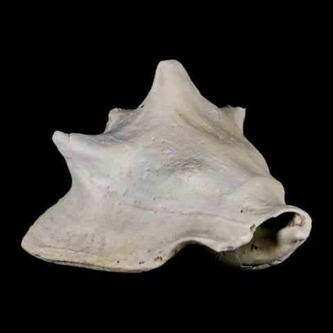 3.2" Strombus Bubonius Fossil Shell Gastropod Pliocene Age Almeria, Spain - Fossil Age Minerals