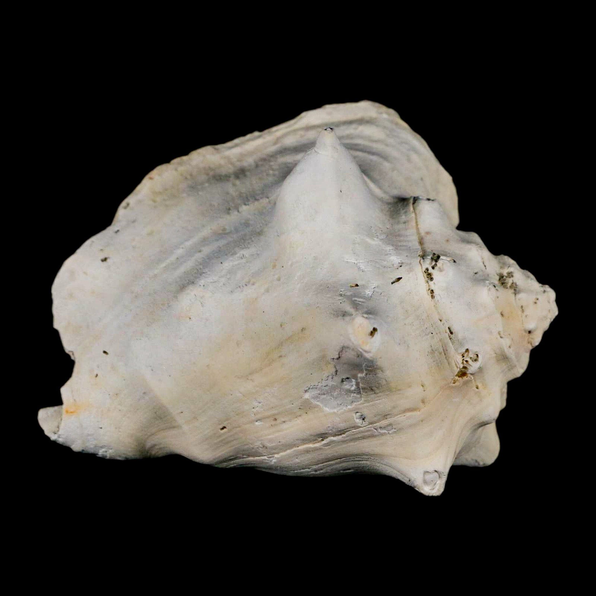 3.2" Strombus Bubonius Fossil Shell Gastropod Pliocene Age Almeria, Spain - Fossil Age Minerals