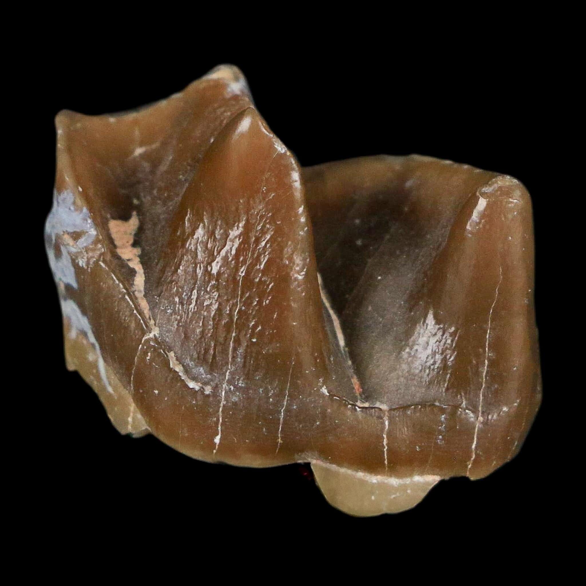0.9" Running Rhino Hyracodon Nebrascensis Fossil Tooth South Dakota Badlands COA - Fossil Age Minerals