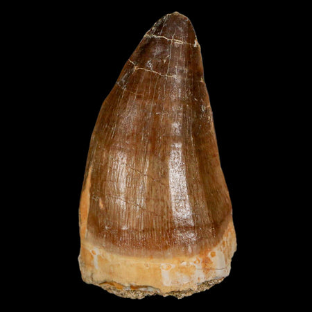 XL 2.2" Mosasaur Prognathodon Fossil Tooth Cretaceous Dinosaur Era COA & Stand