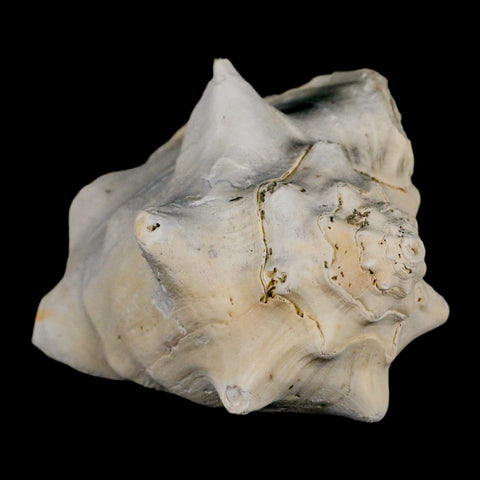 3.2" Strombus Bubonius Fossil Shell Gastropod Pliocene Age Almeria, Spain - Fossil Age Minerals