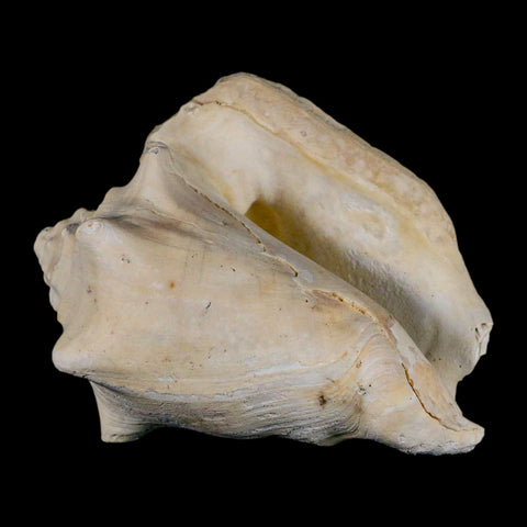 3.2" Strombus Bubonius Fossil Shell Gastropod Pliocene Age Almeria, Spain - Fossil Age Minerals