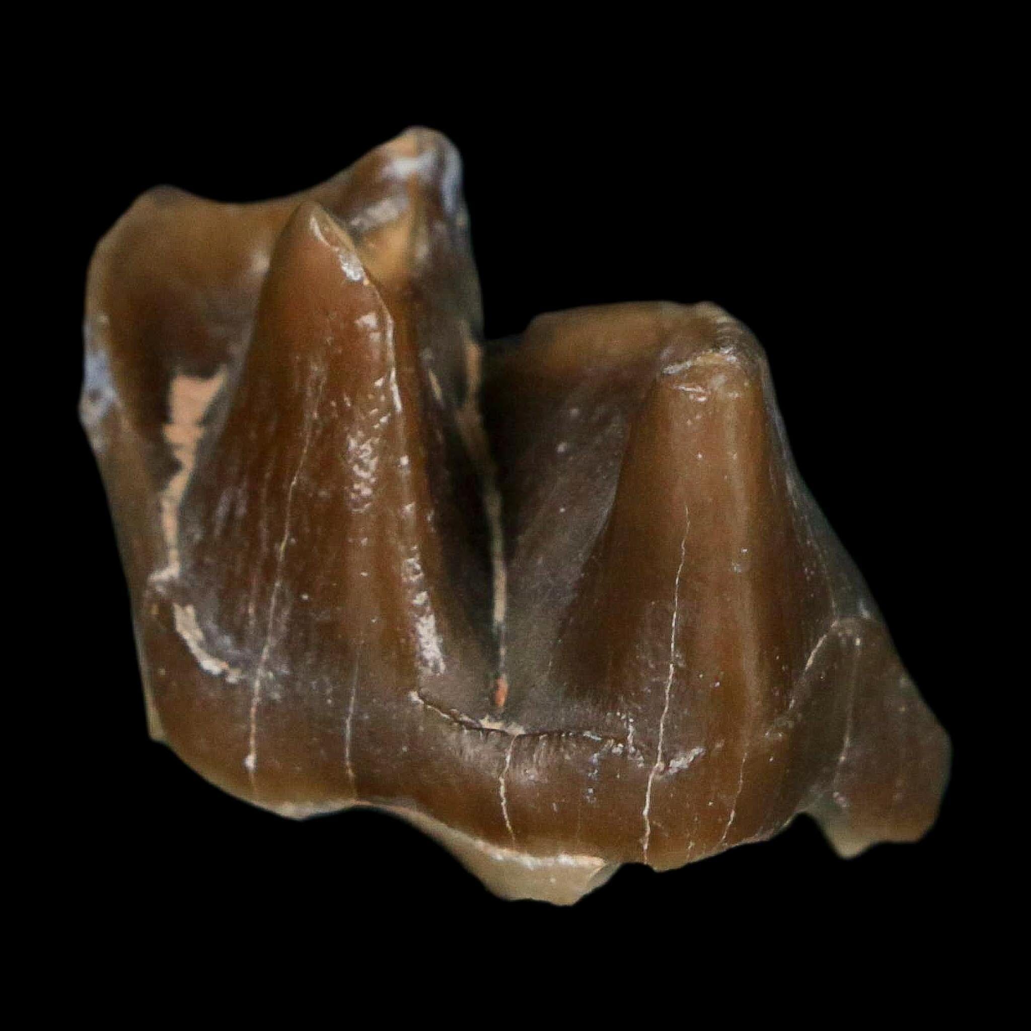 0.9" Running Rhino Hyracodon Nebrascensis Fossil Tooth South Dakota Badlands COA - Fossil Age Minerals