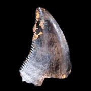 0.3" Saurornitholestes Raptor Serrated Tooth Fossil Judith River FM MT COA & Display