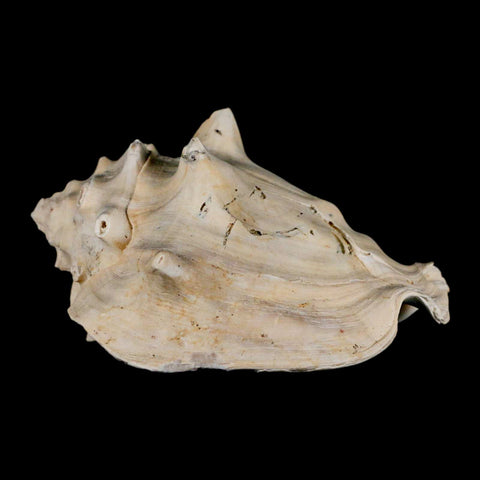 3.4" Strombus Bubonius Fossil Shell Gastropod Pliocene Age Almeria, Spain - Fossil Age Minerals