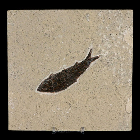 XL 3.9" Knightia Eocaena Fossil Fish Green River FM WY Eocene Age COA & Stand