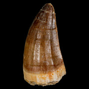 XL 2.2" Mosasaur Prognathodon Fossil Tooth Cretaceous Dinosaur Era COA & Stand