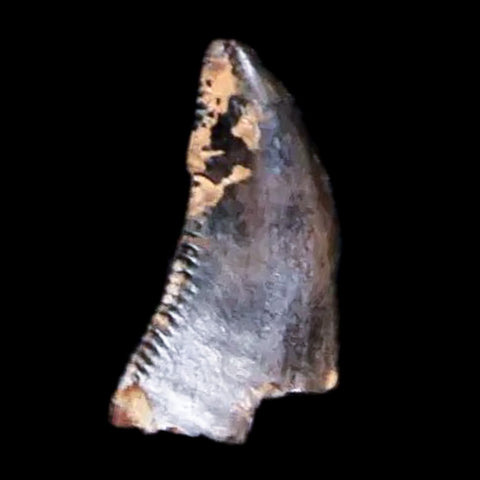 0.3" Saurornitholestes Raptor Serrated Tooth Fossil Judith River FM MT COA & Display - Fossil Age Minerals