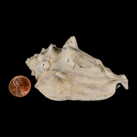 3.4" Strombus Bubonius Fossil Shell Gastropod Pliocene Age Almeria, Spain - Fossil Age Minerals