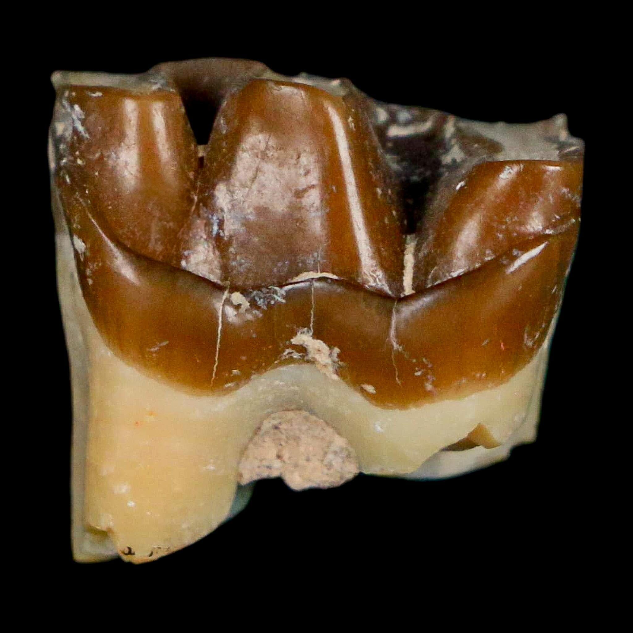 0.7" Running Rhino Hyracodon Nebrascensis Fossil Tooth South Dakota Badlands COA - Fossil Age Minerals