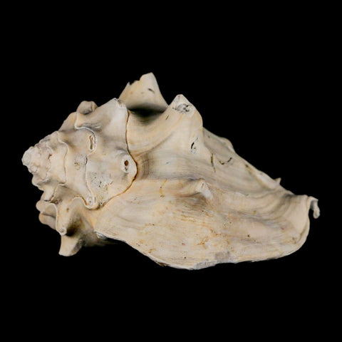 3.4" Strombus Bubonius Fossil Shell Gastropod Pliocene Age Almeria, Spain - Fossil Age Minerals