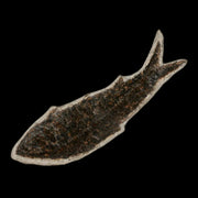 XL 3.9" Knightia Eocaena Fossil Fish Green River FM WY Eocene Age COA & Stand