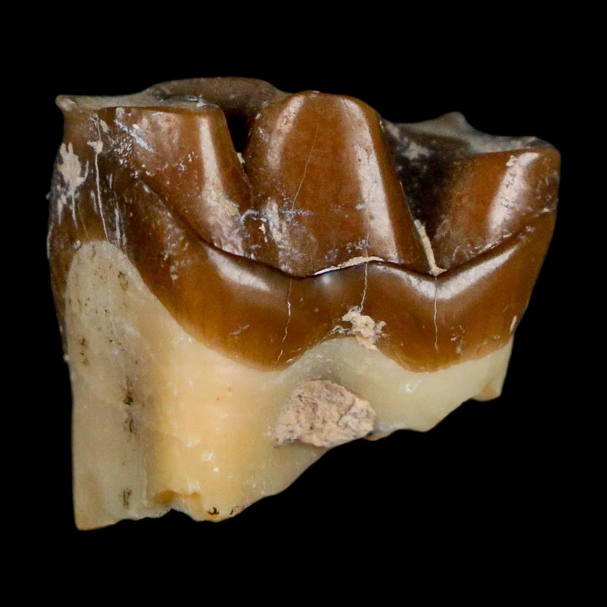 0.7" Running Rhino Hyracodon Nebrascensis Fossil Tooth South Dakota Badlands COA - Fossil Age Minerals
