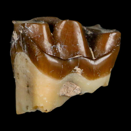 0.7" Running Rhino Hyracodon Nebrascensis Fossil Tooth South Dakota Badlands COA