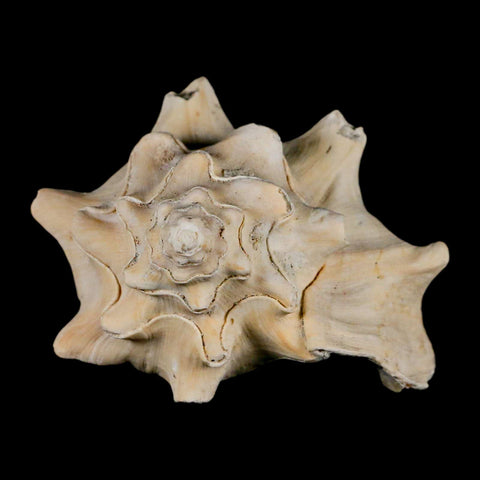 3.4" Strombus Bubonius Fossil Shell Gastropod Pliocene Age Almeria, Spain - Fossil Age Minerals