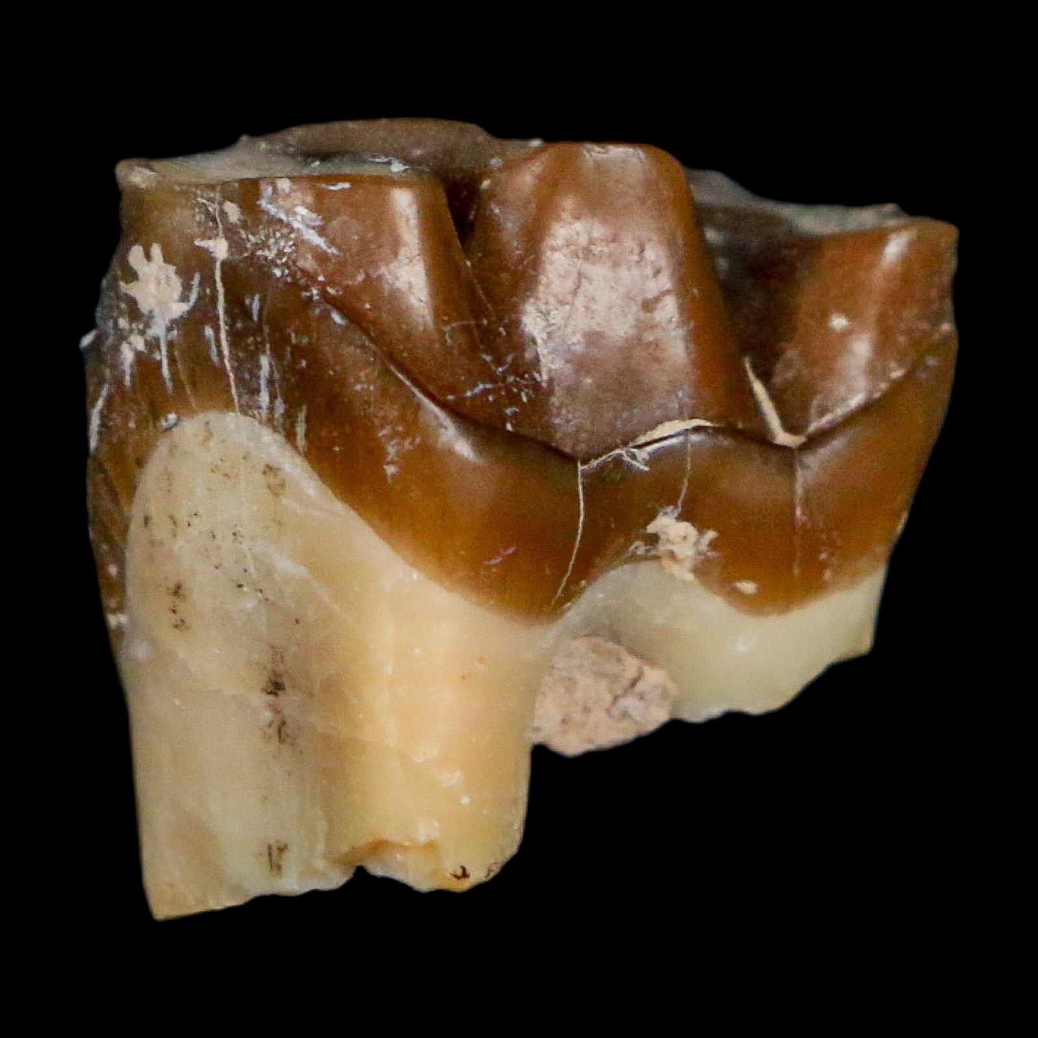 0.7" Running Rhino Hyracodon Nebrascensis Fossil Tooth South Dakota Badlands COA - Fossil Age Minerals