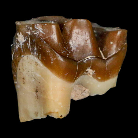 0.7" Running Rhino Hyracodon Nebrascensis Fossil Tooth South Dakota Badlands COA - Fossil Age Minerals