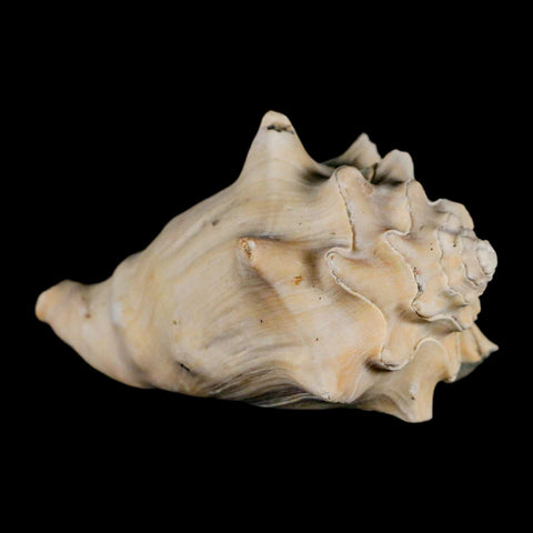 3.4" Strombus Bubonius Fossil Shell Gastropod Pliocene Age Almeria, Spain - Fossil Age Minerals