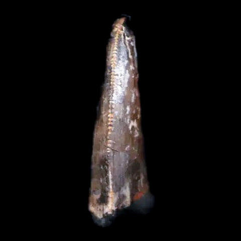 0.3" Saurornitholestes Raptor Serrated Tooth Fossil Judith River FM MT COA & Display - Fossil Age Minerals