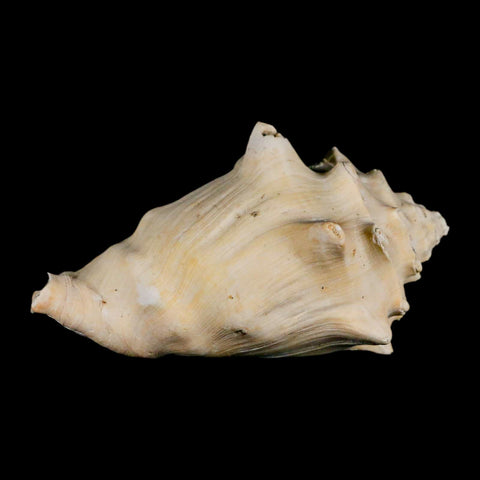3.4" Strombus Bubonius Fossil Shell Gastropod Pliocene Age Almeria, Spain - Fossil Age Minerals