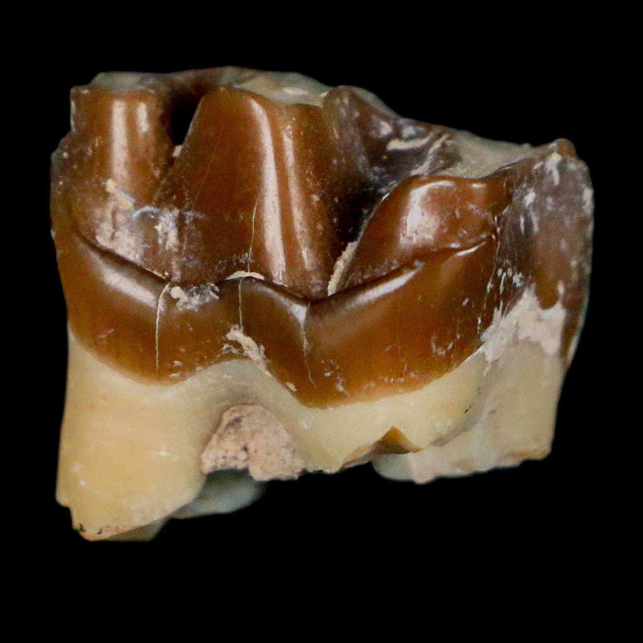 0.7" Running Rhino Hyracodon Nebrascensis Fossil Tooth South Dakota Badlands COA - Fossil Age Minerals