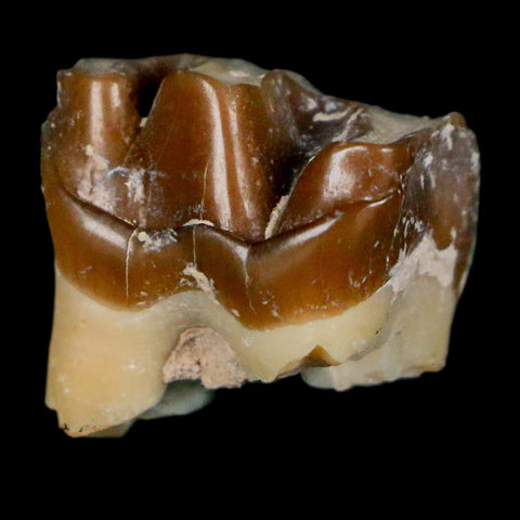 0.7" Running Rhino Hyracodon Nebrascensis Fossil Tooth South Dakota Badlands COA - Fossil Age Minerals