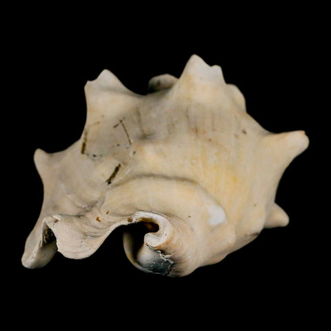 3.4" Strombus Bubonius Fossil Shell Gastropod Pliocene Age Almeria, Spain - Fossil Age Minerals