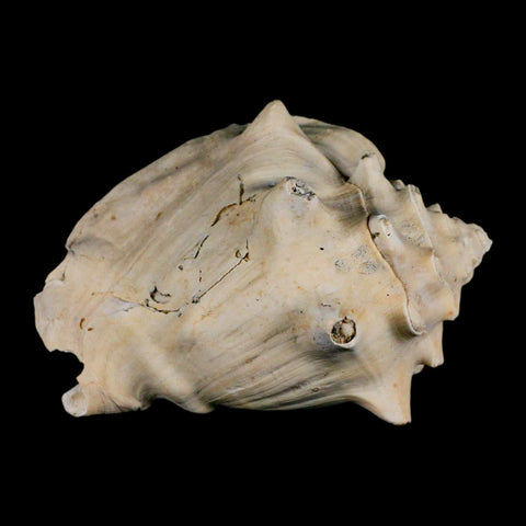 3.4" Strombus Bubonius Fossil Shell Gastropod Pliocene Age Almeria, Spain - Fossil Age Minerals