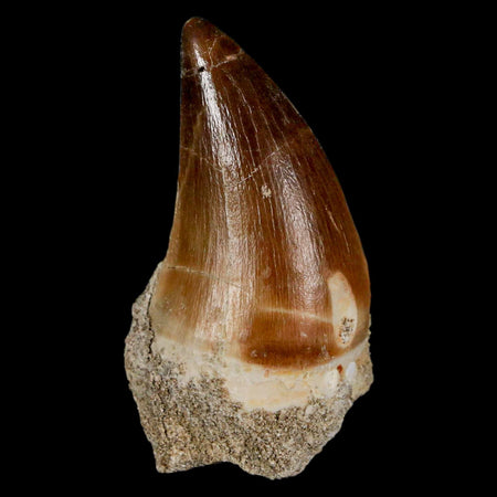 XL 2.2" Mosasaur Prognathodon Fossil Tooth Cretaceous Dinosaur Era COA & Stand