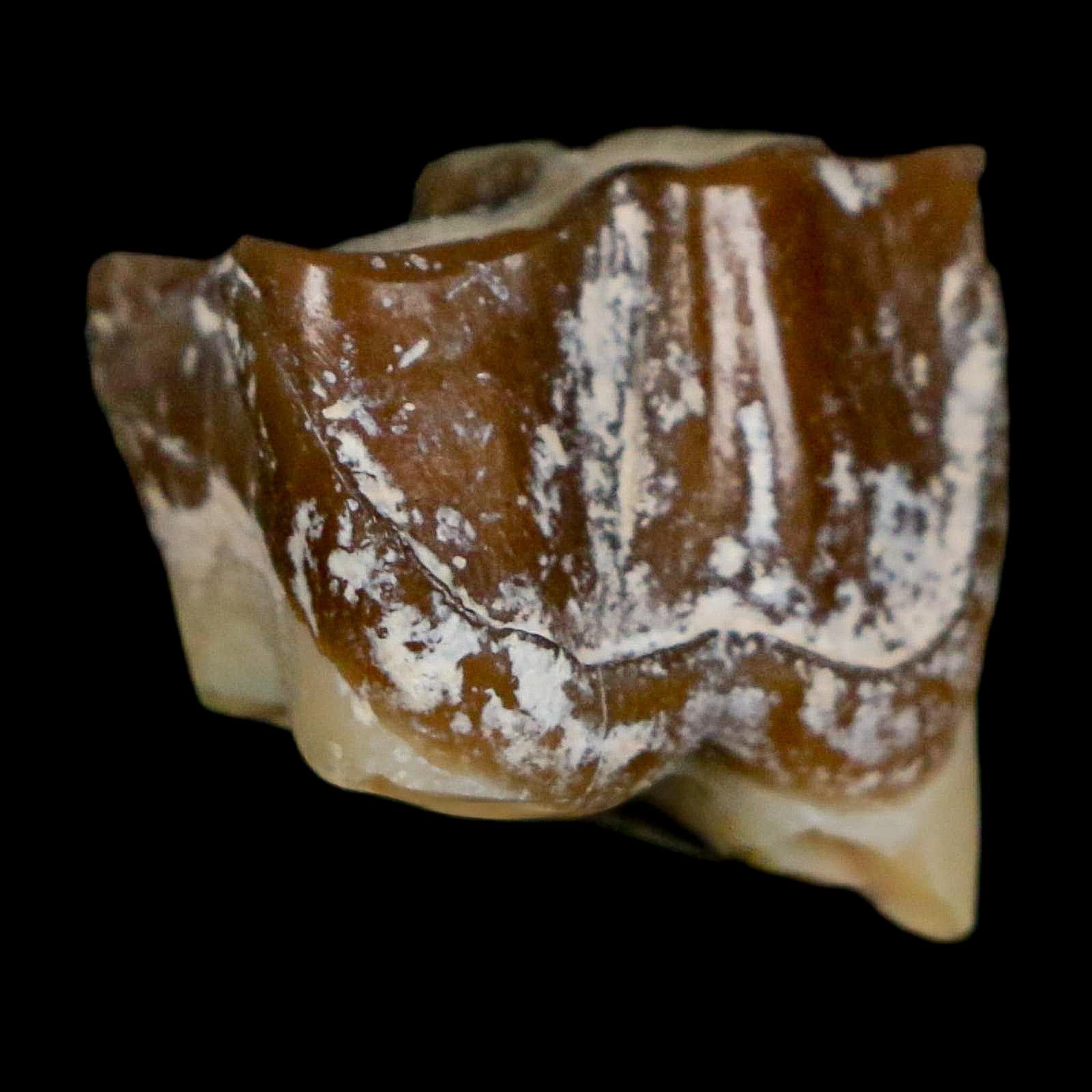 0.7" Running Rhino Hyracodon Nebrascensis Fossil Tooth South Dakota Badlands COA - Fossil Age Minerals