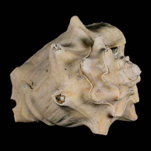 3.4" Strombus Bubonius Fossil Shell Gastropod Pliocene Age Almeria, Spain - Fossil Age Minerals