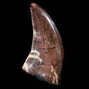 0.4" Saurornitholestes Raptor Serrated Tooth Fossil Judith River FM MT COA & Display