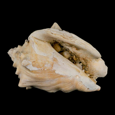 3.4" Strombus Bubonius Fossil Shell Gastropod Pliocene Age Almeria, Spain - Fossil Age Minerals