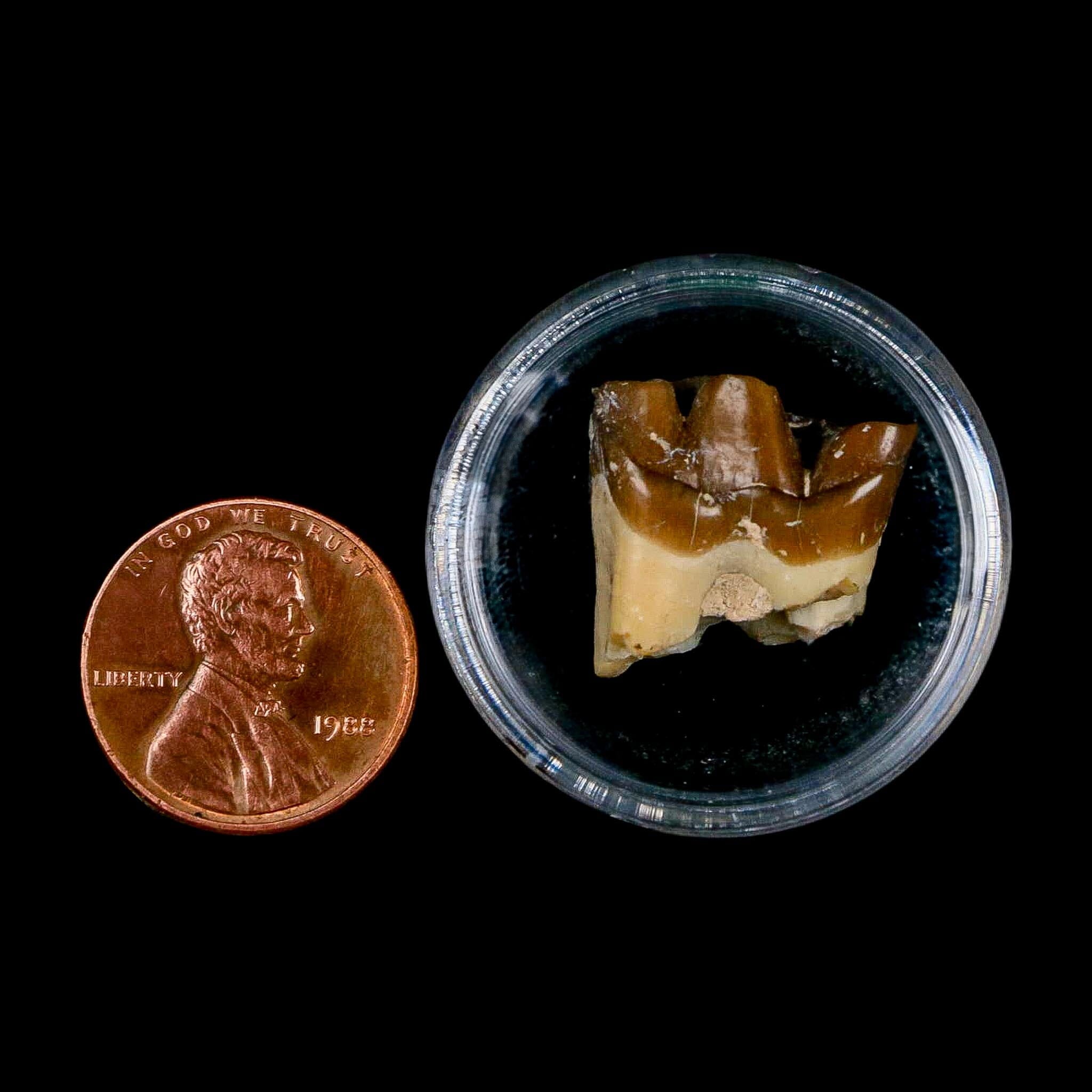 0.7" Running Rhino Hyracodon Nebrascensis Fossil Tooth South Dakota Badlands COA - Fossil Age Minerals