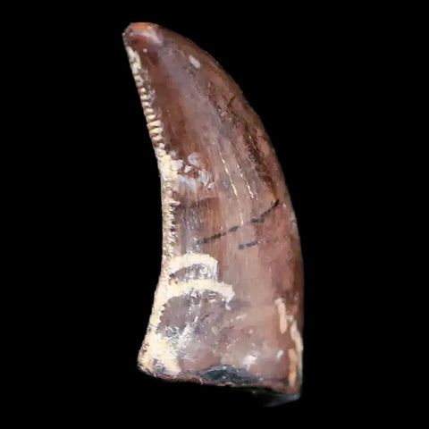 0.4" Saurornitholestes Raptor Serrated Tooth Fossil Judith River FM MT COA & Display - Fossil Age Minerals