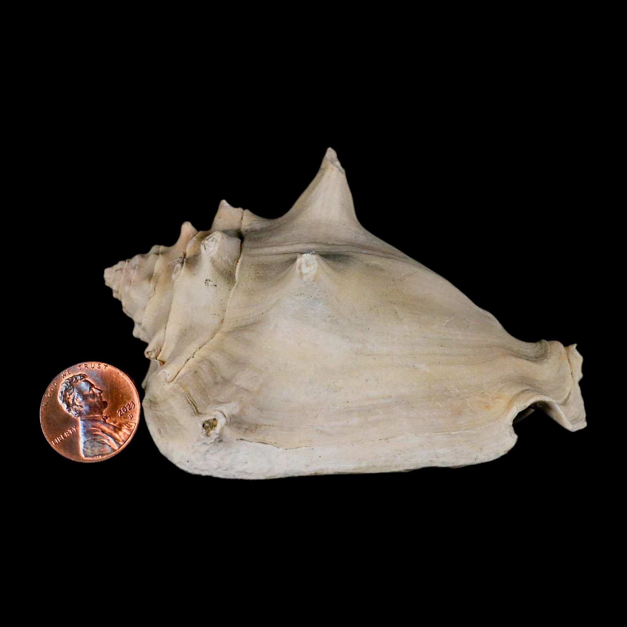 3.6" Strombus Bubonius Fossil Shell Gastropod Pliocene Age Almeria, Spain - Fossil Age Minerals