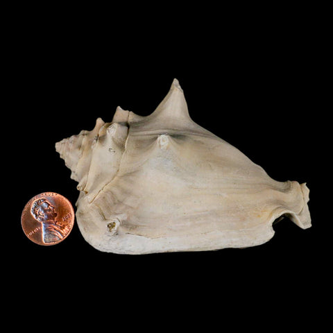 3.6" Strombus Bubonius Fossil Shell Gastropod Pliocene Age Almeria, Spain - Fossil Age Minerals