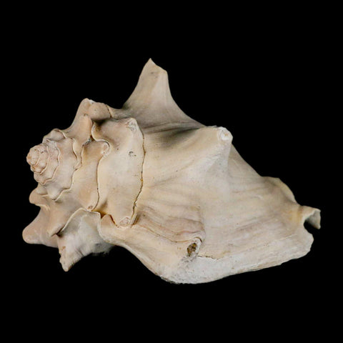 3.6" Strombus Bubonius Fossil Shell Gastropod Pliocene Age Almeria, Spain - Fossil Age Minerals
