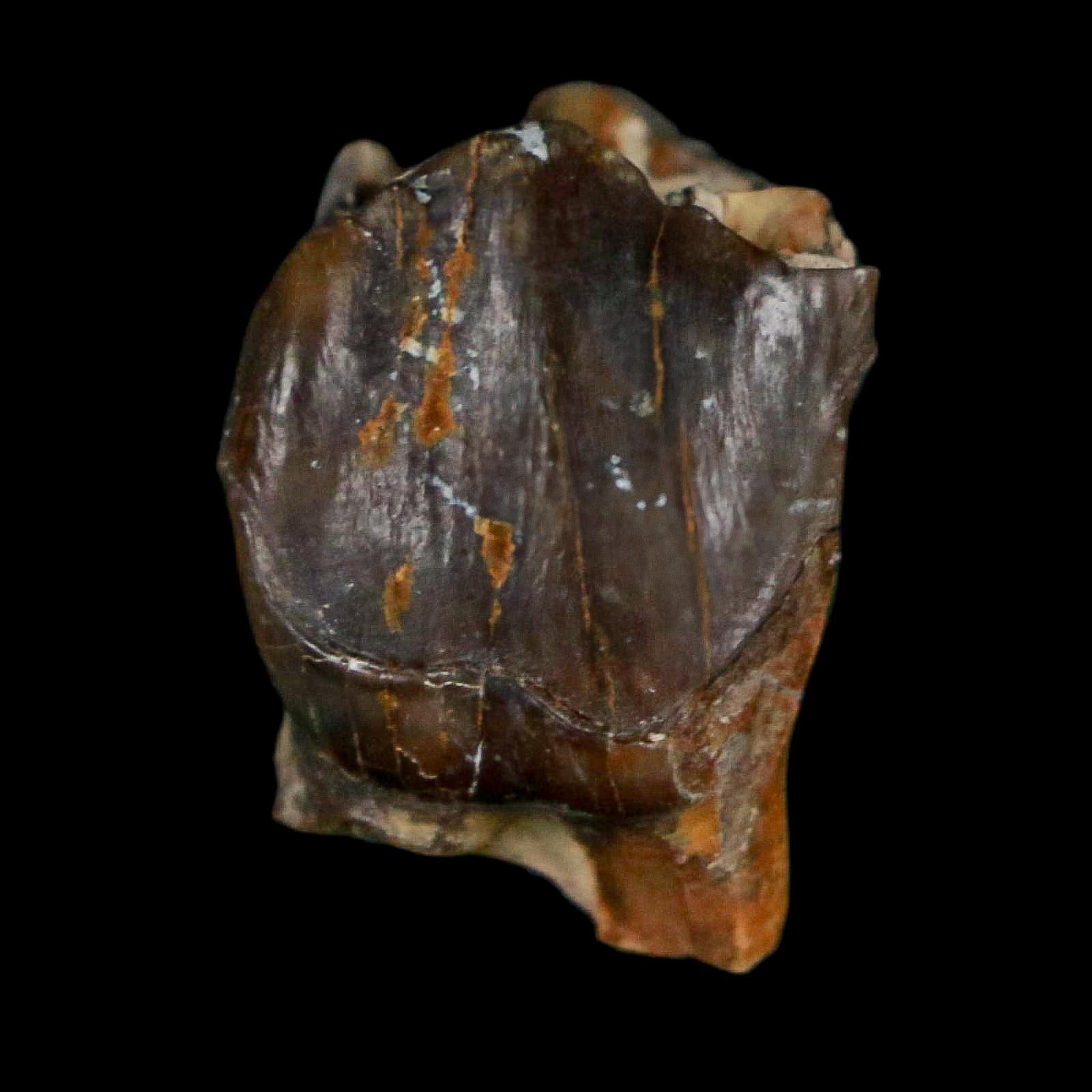 0.7" Running Rhino Hyracodon Nebrascensis Fossil Tooth South Dakota Badlands COA - Fossil Age Minerals