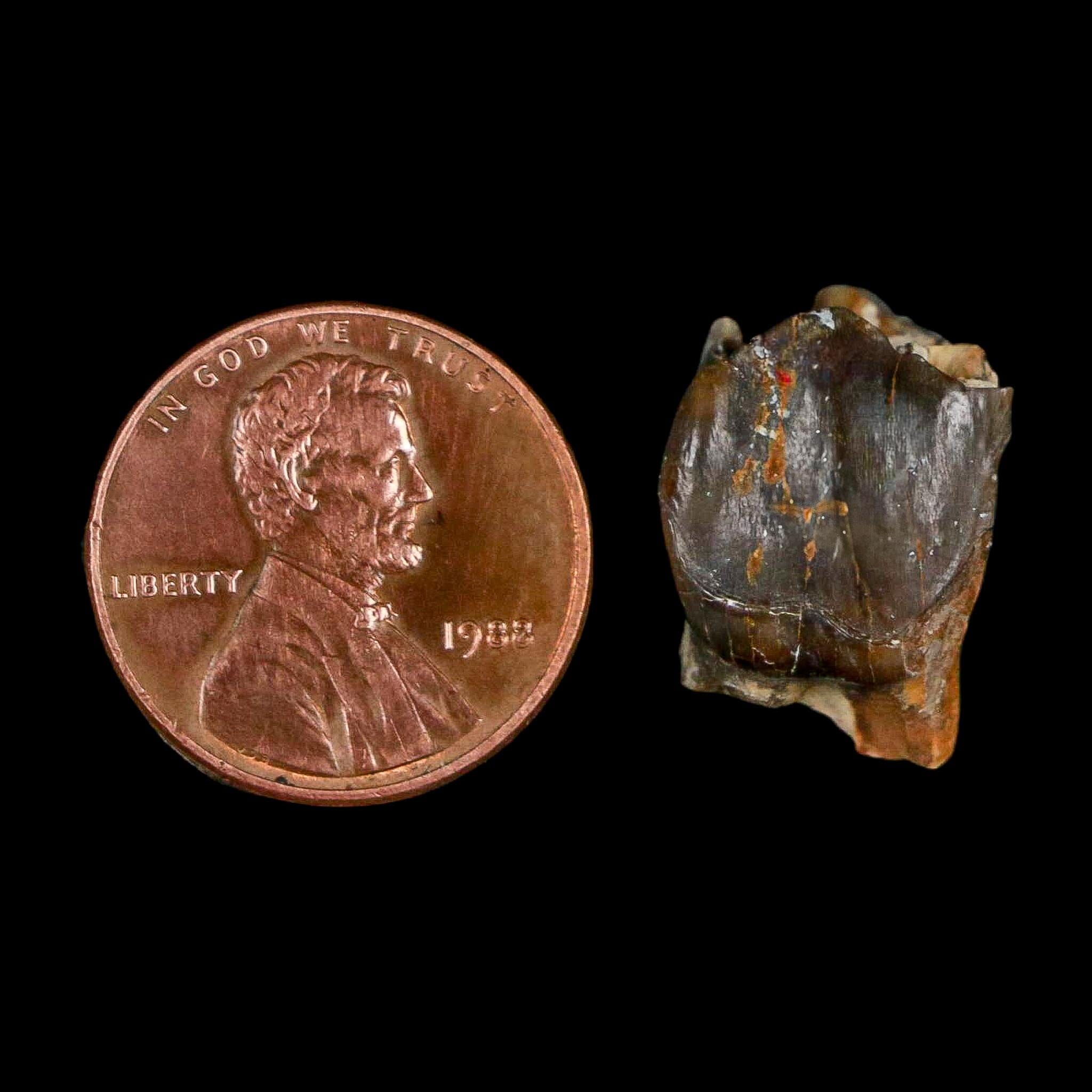 0.7" Running Rhino Hyracodon Nebrascensis Fossil Tooth South Dakota Badlands COA - Fossil Age Minerals